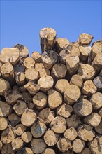 Deforestation by logging industry showing huge wood pile of tree trunks