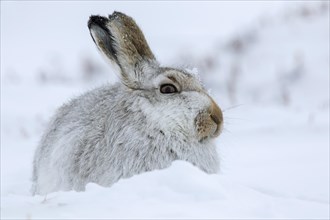 Close up of mountain hare