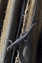 Ornate tree lizard