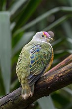 Rose-crowned fruit dove