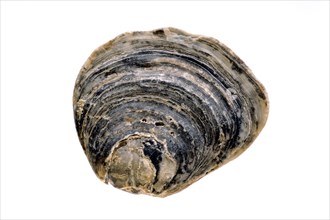 Common oyster