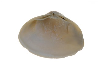 Atlantic surf clam