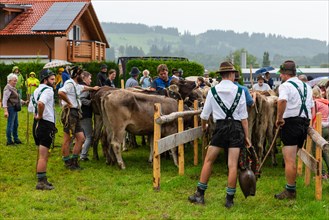 Alpine herdsmen on the pasture
