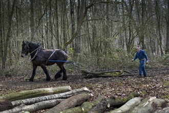 Forester dragging tree-trunk from dense forest with Belgian Draft horse