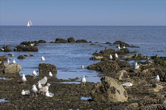Seagulls and waders foraging along tide pool at low tide along the North Sea coast