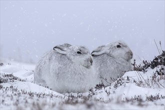 Two mountain hares