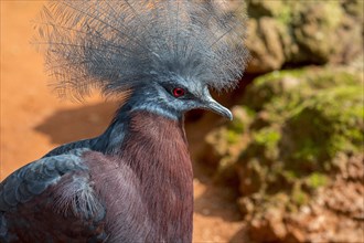 Southern crowned pigeon
