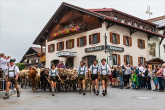 Group of shepherds leading cattle
