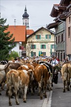 Alpine herdsmen lead herd of cattle through the street