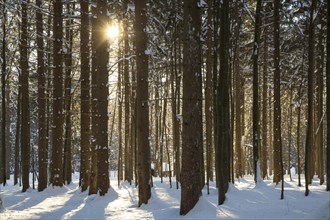 Sun shining through spruce trees in the snow in winter
