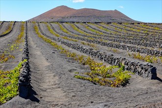 Vineyard for volcanic wine on volcanic soil volcanic ash
