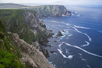 Spectacular coastline with Northern gannet
