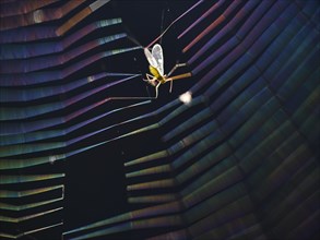 Insect caught in coloured spider's web in backlight