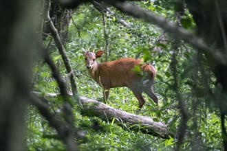 Red forest duiker