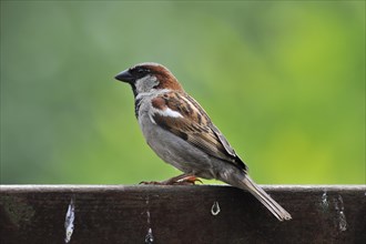 Male Common house sparrow