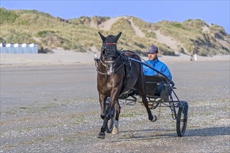 Harness racing horse trotting on the beach