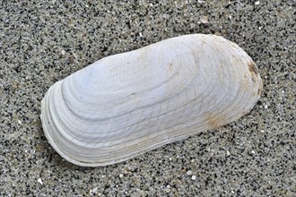 Oblong otter clam