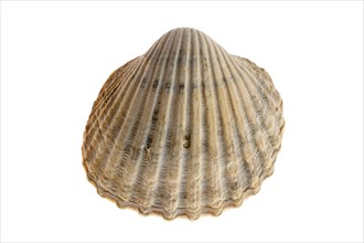 Poorly ribbed cockle