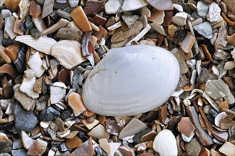 White furrow shell