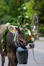Wreathed cattle with bell