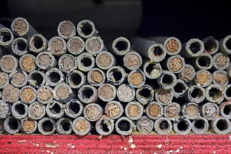 Sealed nest cavities with mud plugs by mason bees
