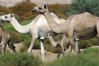 Herd of dromedary camels