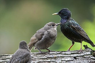 Two Common Starling