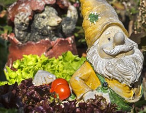 Garden gnome ornament figurine among different species of lettuce and vegetables in square foot garden in spring