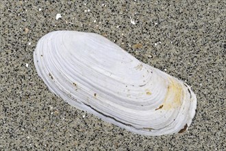 Narrow otter clam