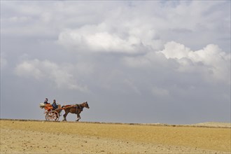 Two-wheeled horse-drawn carriage with tourist driving over road in the desert