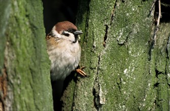 Eurasian Tree sparrow