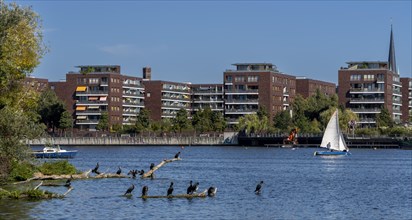 Herons in the Rummelsburg Bay with the residential houses on the Rummelsburg shore