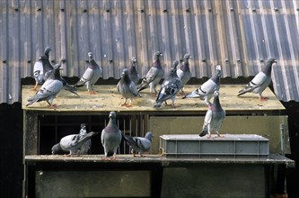 Homing pigeons