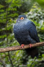 Madagascan blue pigeon