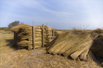 Thatched grass