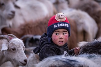 Young boy from the Changpa nomads people among goats