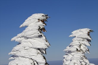 Frozen snow covered spruce trees after snowstorm in winter at Brocken