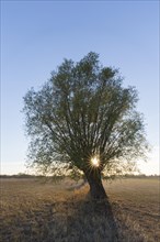 Sun shining through branches of lone pollard willow
