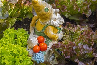 Garden gnome ornament figurine with wheelbarrow among different species of lettuce and vegetables in square foot garden in spring