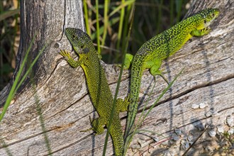 Male and female Western green lizards