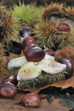 Spiny cupules and chestnuts of the sweet chestnut