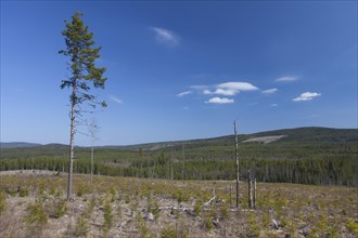 Reforestation by planting saplings in cleared coniferous forest in Dalarna