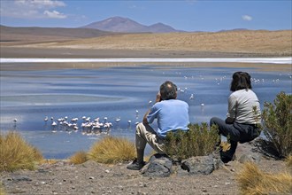 Tourists watching flamingos foraging in the Laguna Canapa