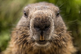Funny close-up of the marmot