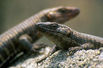 Close up of Giant plated lizards