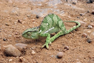 Green coloured flap-necked chameleon