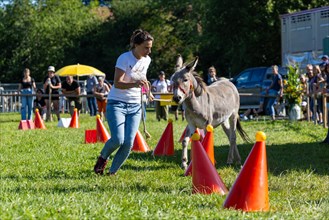 Donkeys being led through a course