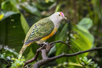 Rose-crowned fruit dove