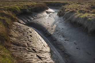 Mudflat in the Verdronken Land van Saeftinghe