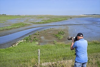 Elderly nature photographer on the International Dike looking over saltmarsh and coastal birds at the Zwin nature reserve